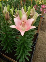 [4074 Lexington VH No101.JPG]